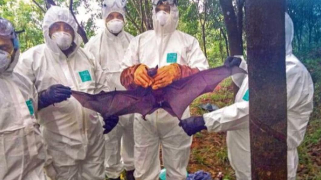 又是蝙蝠惹禍?印度爆「立百病毒」2死 致死率75%無藥醫