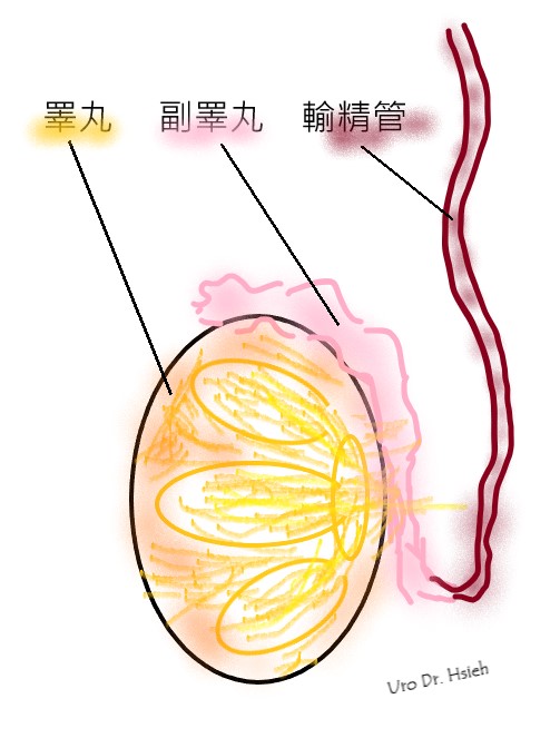 男子基因異常，天生兩邊輸精管沒有發育。（圖／翻攝自謝昆霖醫師臉書）