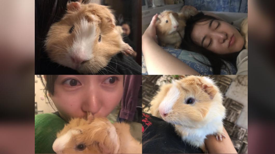 TSUMUGI的飼主悲痛發表親筆信,公開TSUMUGI的死因。(圖/翻攝自mizuho_misato)