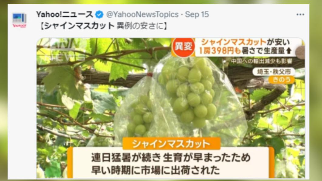 連日高溫促使日本麝香葡萄產量增加。(圖/翻攝自推特)