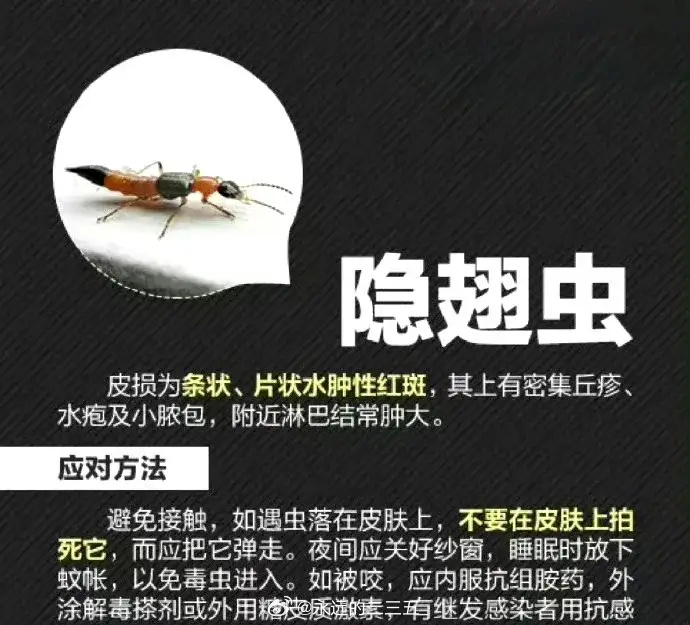 一旦接觸到隱翅蟲毒液,應立即以清水沖洗並就醫。(圖/翻攝自微博)
