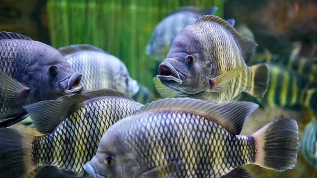 食用生魚、未煮熟的魚,或將開放性傷口暴露在沿海水域都可能感染創傷弧菌。(圖/翻攝自《每日郵報》)