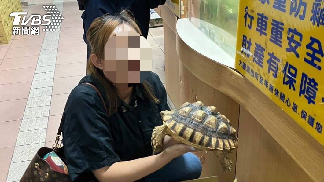 好調皮!蘇卡達象龜趁曬太陽「離家出走」 龜速過馬路被救起