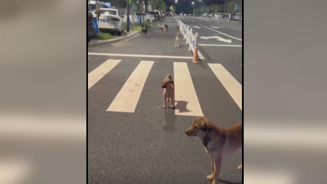女深夜被8隻流浪犬包圍 用「這招」讓汪汪原地散會