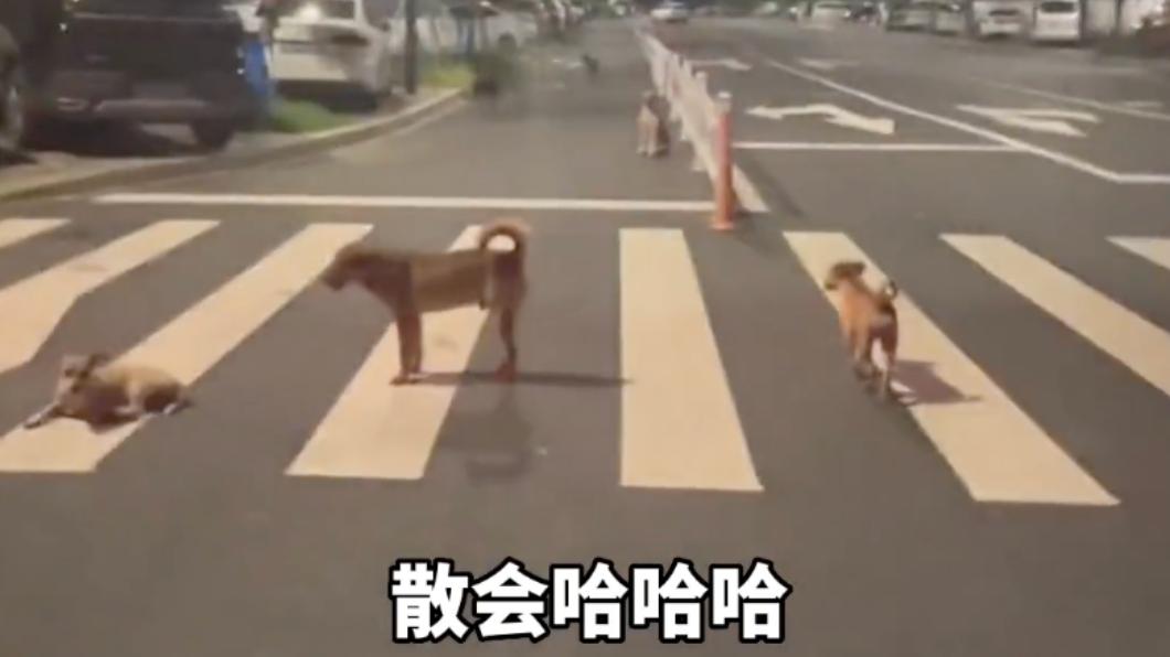 左邊打前鋒的狗狗突然很消極地坐下了。（圖／翻攝自抖音＠三衢）