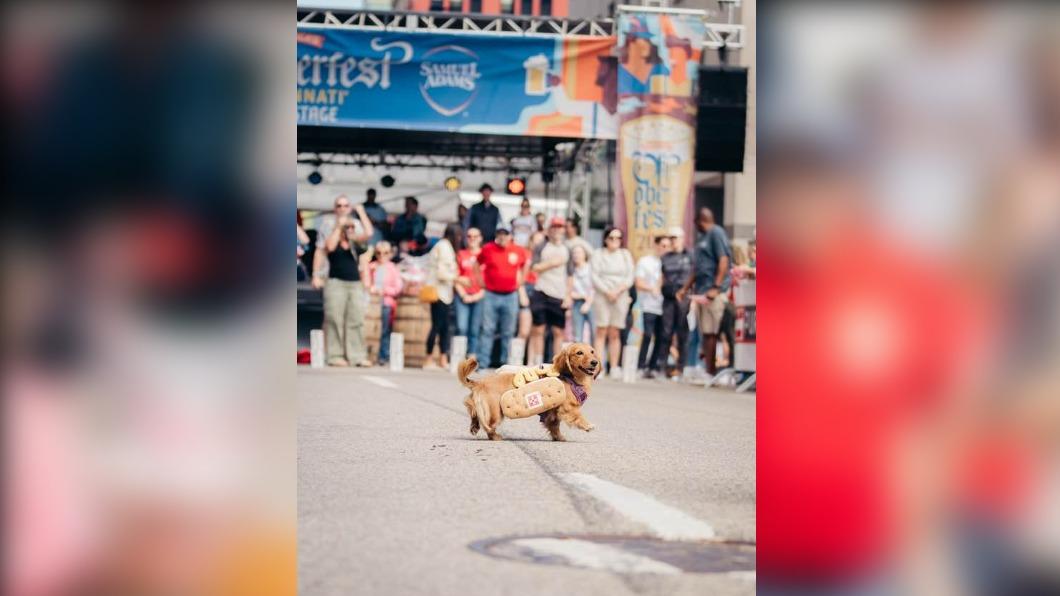 有片/全穿上超萌「熱狗堡」裝 臘腸犬奔跑賽開跑