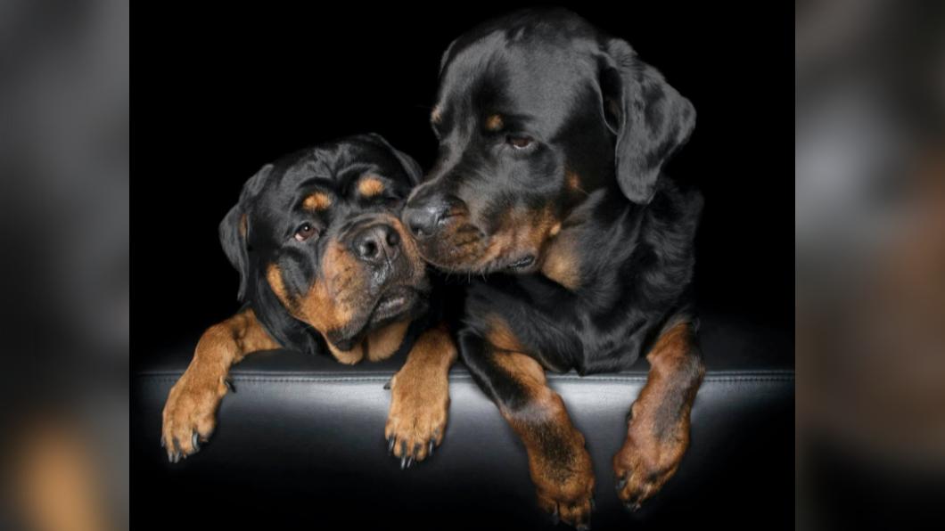 皮爾不時會在社群媒體分享愛犬照片。(圖/翻攝自Kita Piil臉書)