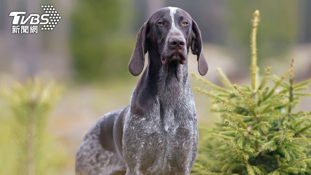 未繫牽繩!4獵犬撲人撕咬 散步婦頭部見骨、單耳遭咬斷