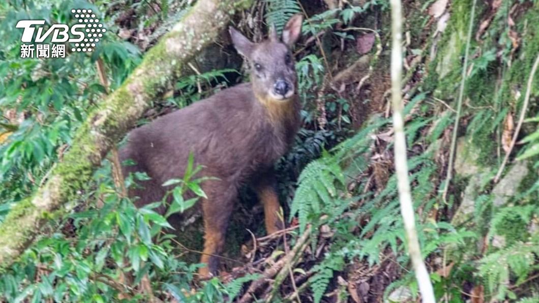 有神獸! 大雪山遇「獨角獸」與登山客對看 原來是「牠」