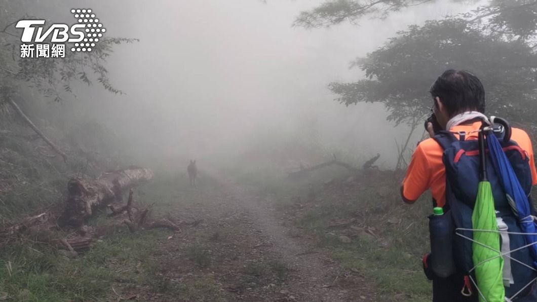 山友回程又遇到,林道濃霧壟罩,台灣野山羊像是傳說中的神獸。