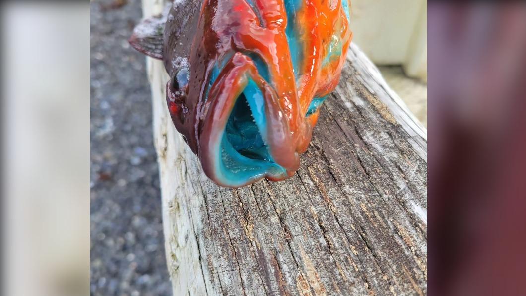 從照片特寫圖可以發現,兔頭六線魚連嘴巴內都是藍色的。(圖/翻攝自The Lodge at Otter Cove臉書)