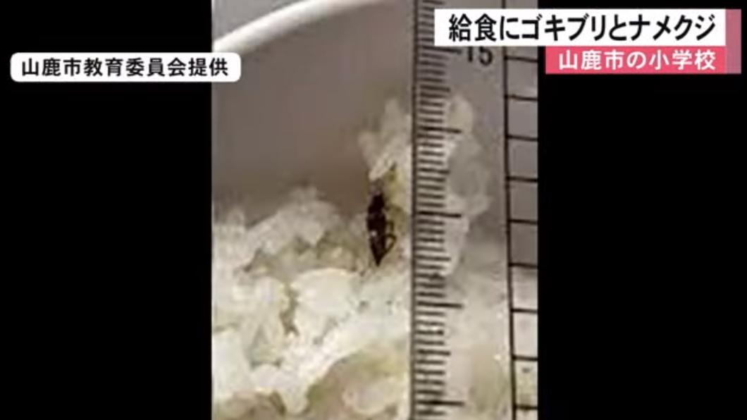 日本小學營養午餐屢出包 學童從白飯撈出蛞蝓、小強屍體