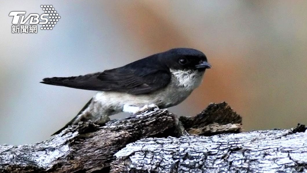 東方毛腳燕(台灣野鳥協會吳志典提供)
