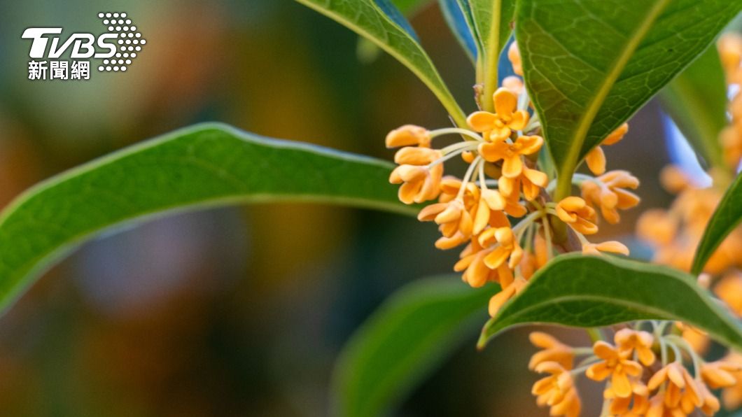 農曆八月正值桂花盛開,被稱為「桂月」。(示意圖/shutterstock 達志影像)