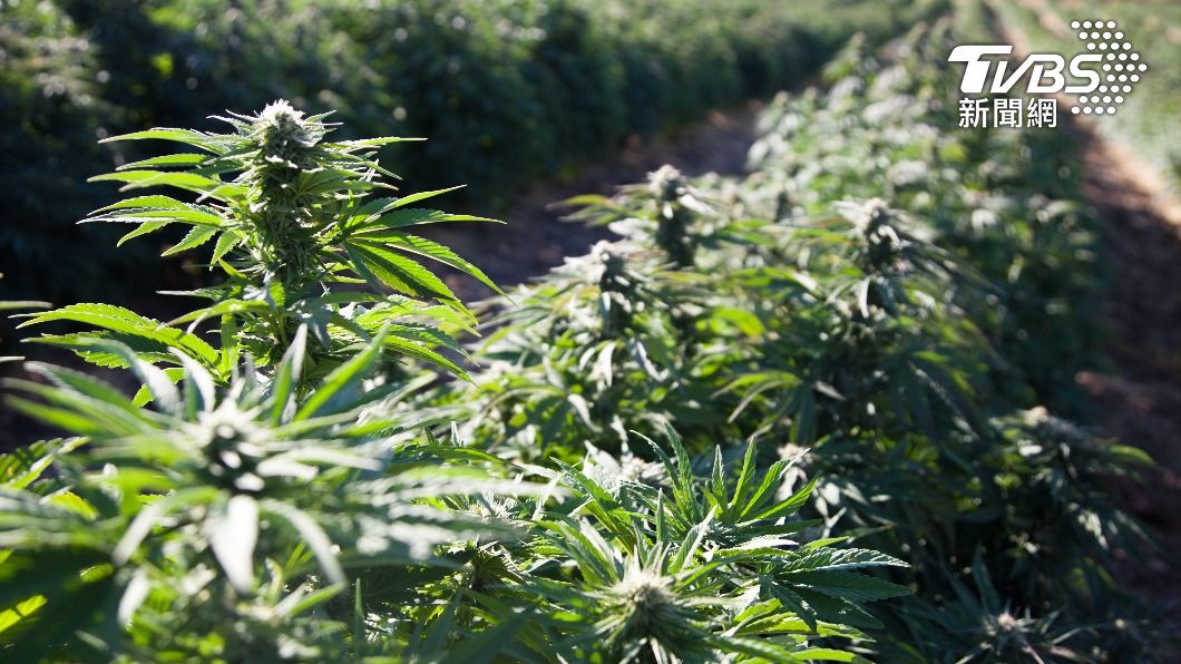 泰國總理賽塔下令,6個月內結束「娛樂用大麻」。(示意圖/Shutterstock達志影像)
