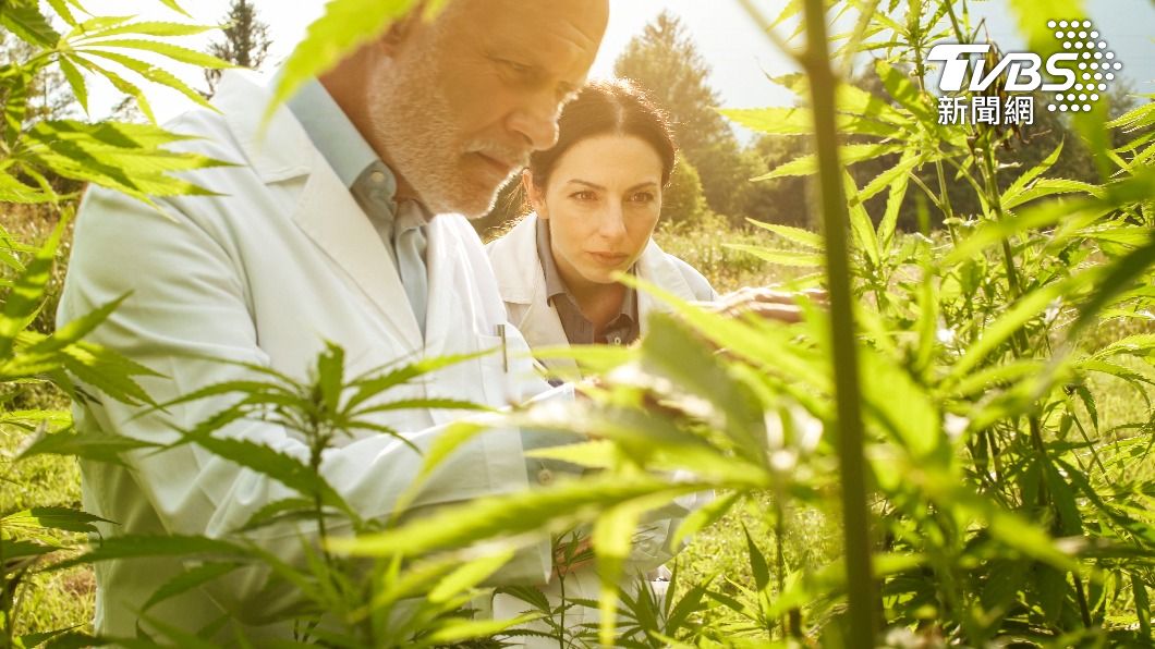 農夫無奈損失了將近272公斤的大麻。（示意圖／Shutterstock達志影像）