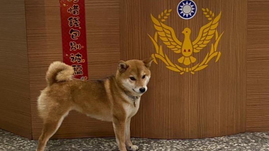 基隆派出所警犬柴柴「Q寶」好萌!「1特殊能力」讓員警好吃驚