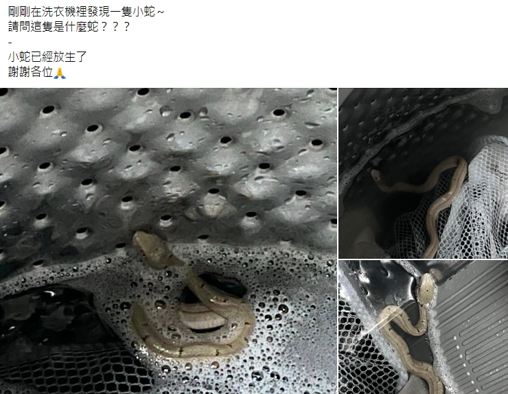女網友驚見洗衣機有蛇，好奇品種為何。（圖／翻攝自　爆系知識家臉書社團）