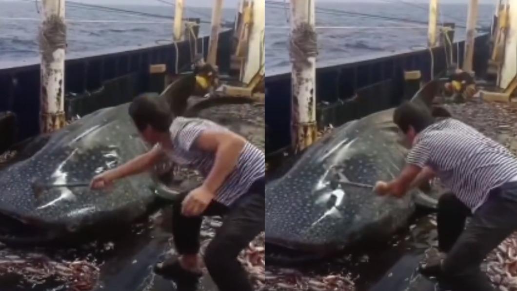 捕獲國家級保育鯨鯊!狠男舉鎚「狂擊9下」丟回海 殘忍畫面曝