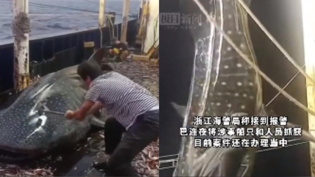 男子打完鯨鯊後,竟還將牠吊起並放回海中。(圖/翻攝自微博 @極目新聞)