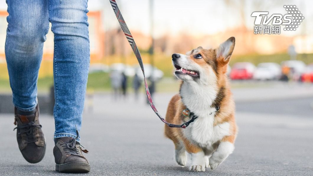 尪深夜遛狗消失!剩愛犬獨自返家 她挺大肚「路邊找回冰屍」