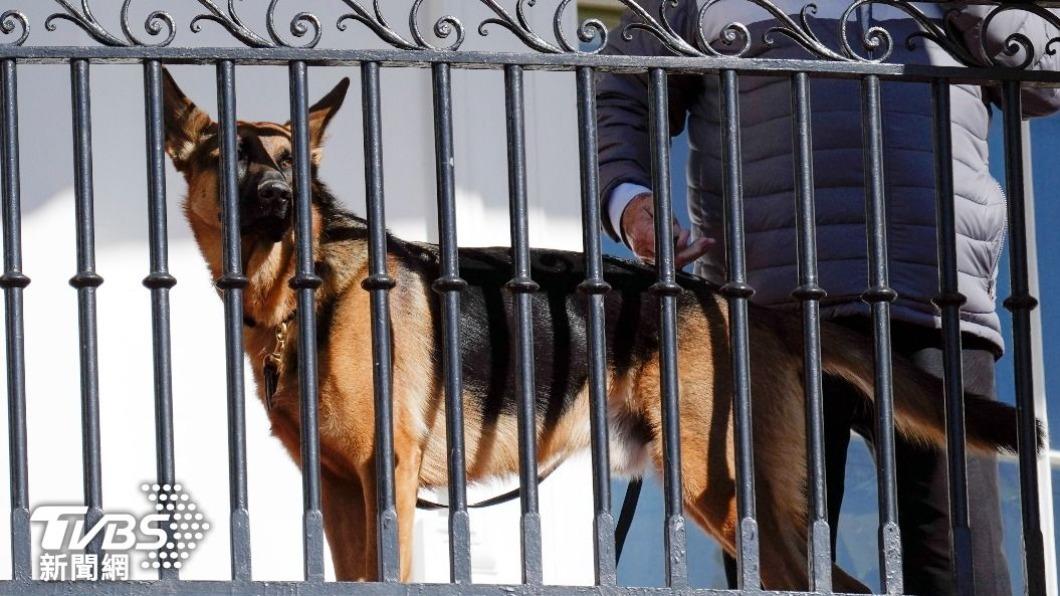 拜登愛犬變「惡夢」 白宮又有特勤人員被咬傷就醫