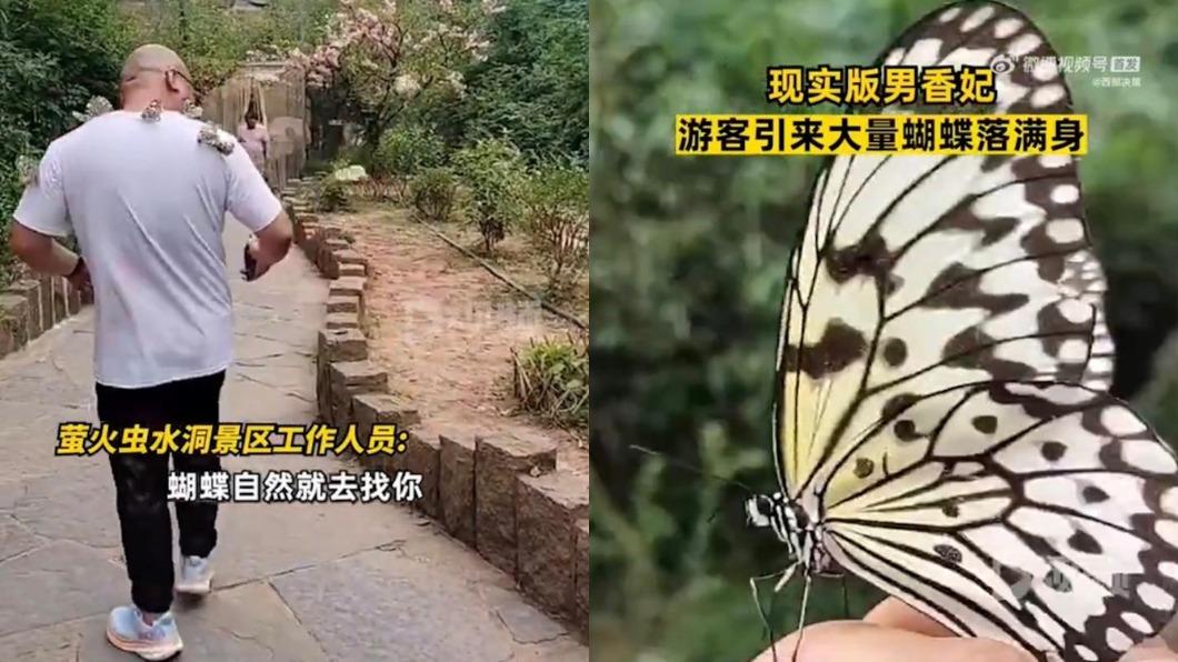 蝴蝶是白色並有黑色花紋。(圖/翻攝自西部決策)