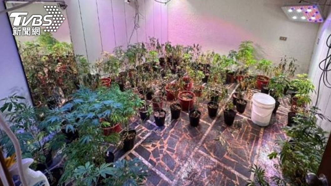 天道盟成員「網路自學」 桃園租屋種600萬元大麻逾百株