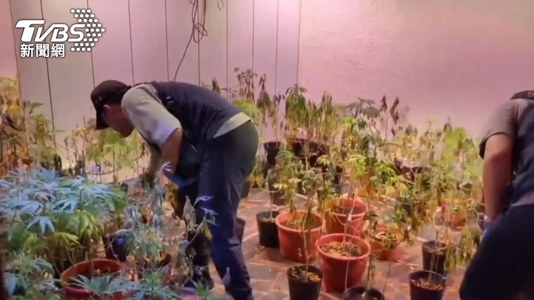 警方清查大麻植株數量。(圖/TVBS)