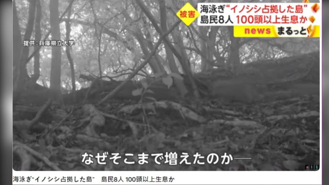小島上有上百頭野豬現身，專家坦言有可能是日本的縮影。（圖／翻攝自FNNプライムオンライン　YouTube）