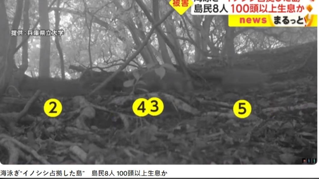 專家研判山豬是從別的島嶼游過來。（圖／翻攝自FNNプライムオンライン　YouTube）