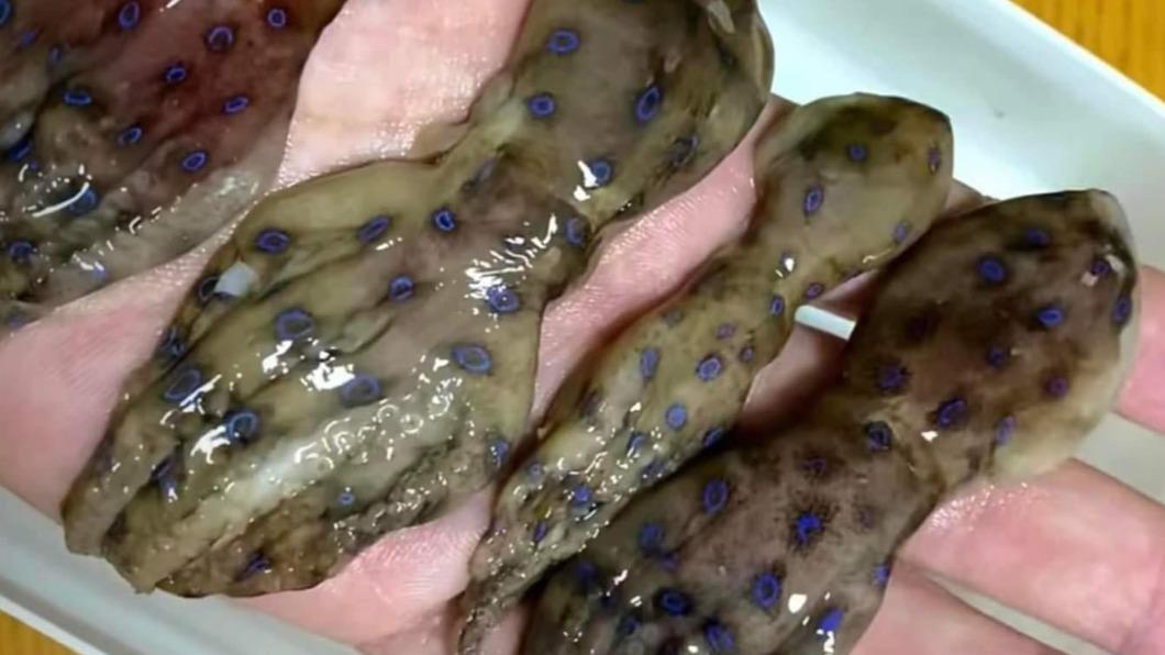 1隻恐毒死全家!他手握「奪命斑點章魚」 全場超慌:吃了秒投胎
