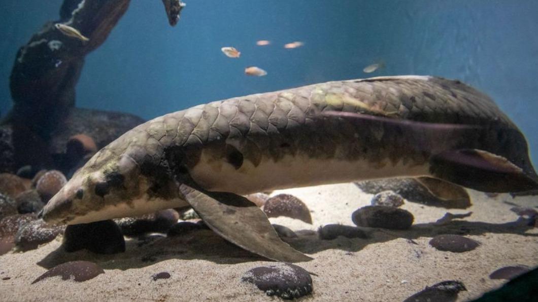 世界最老觀賞魚!92歲「魚瑞」二戰前住進水族館 最愛被摸肚