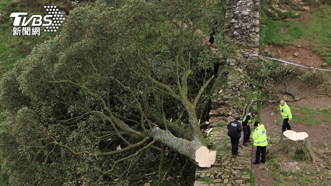 英國300年歷史「羅賓漢樹」被惡意砍倒 16歲少年遭逮