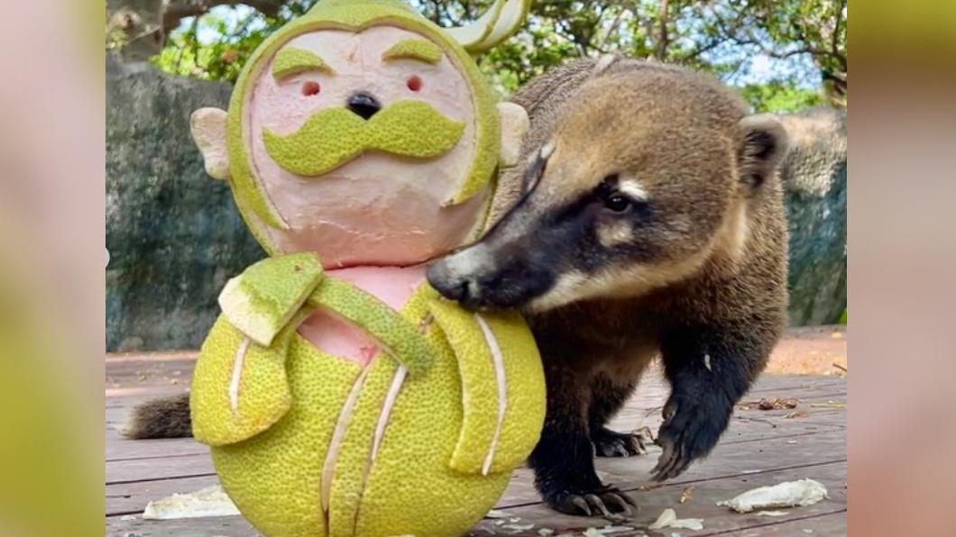 長鼻浣熊迫不及待吃柚子。(圖/翻攝壽山動物園IG)