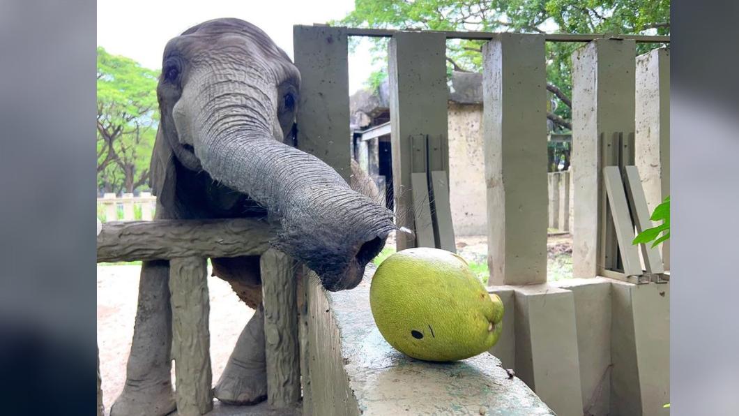 非洲象「阿里」整粒柚子一口完食。(圖/翻攝壽山動物園IG)