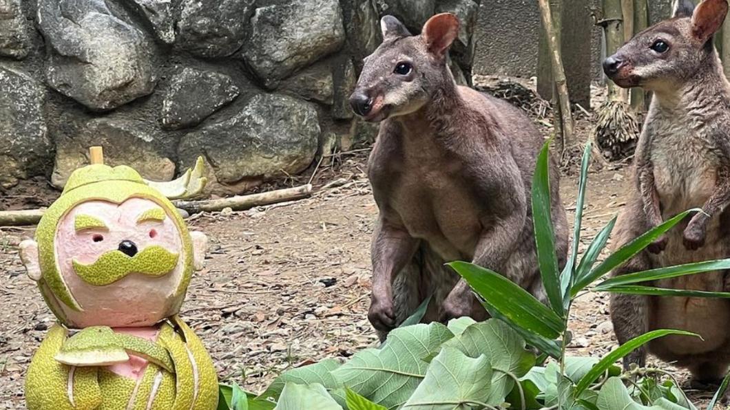沼林袋鼠對帶柚香的吳剛柚則不為所動。(圖/翻攝壽山動物園IG)