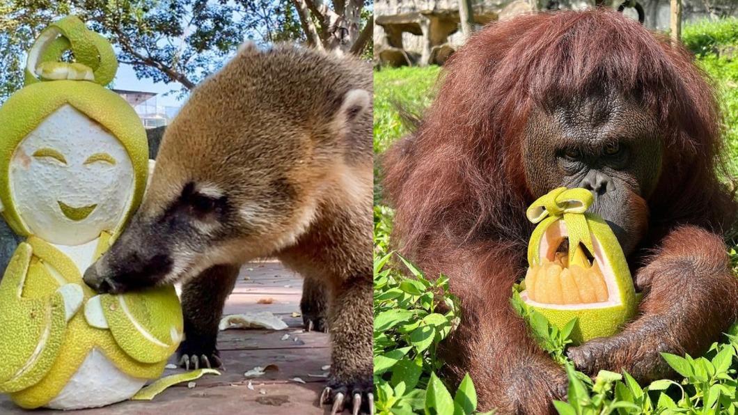 超Q!壽山動物園造型柚吸睛 長鼻浣熊為吃竟對「嫦娥」襲胸