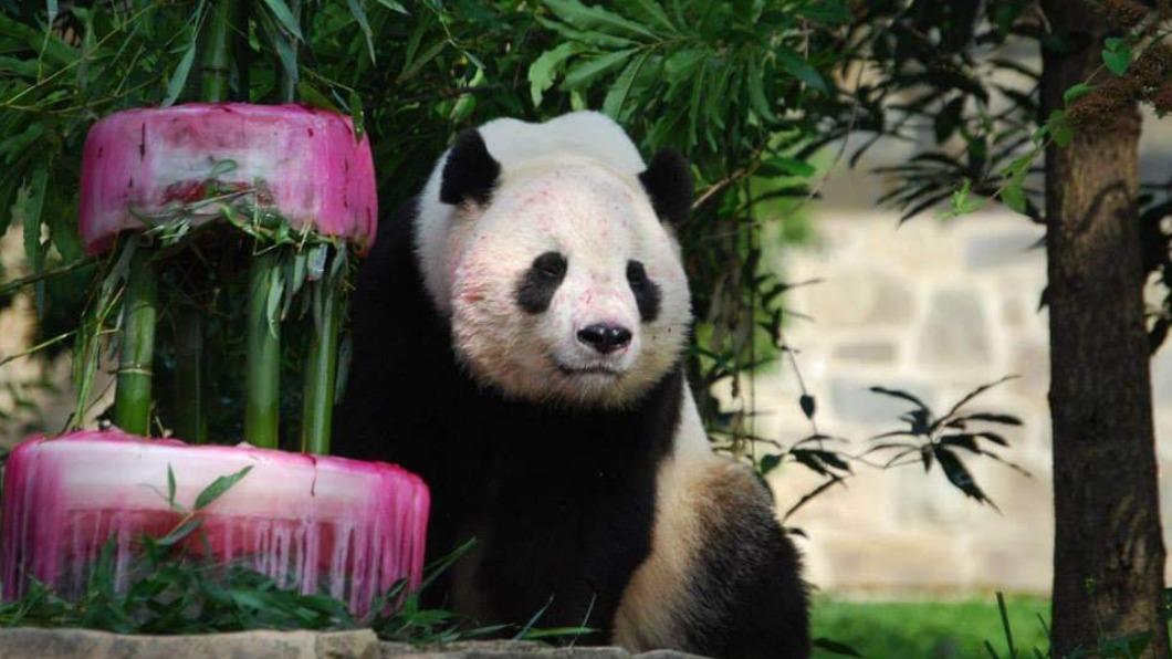 旅居華府20多年的大貓熊，即將在今年底回歸大陸。（圖／翻攝自Smithsonian’s National Zoo）
