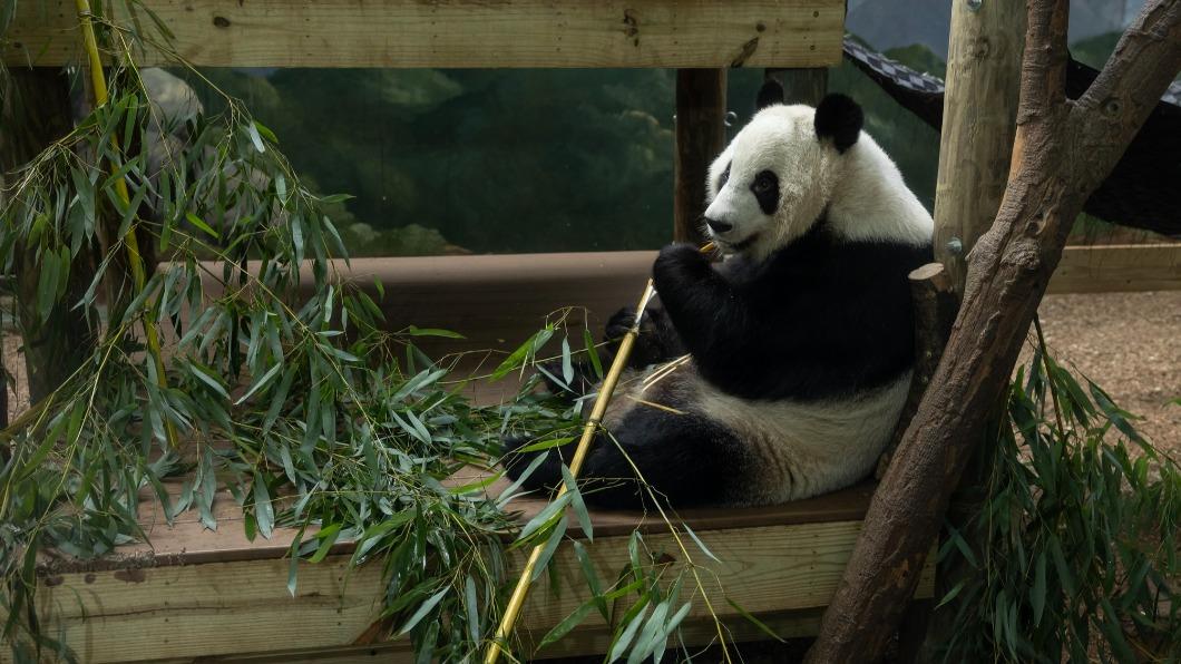 不只華府要送還，亞特蘭大動物園也預計在2024下半年，讓園區內四隻貓熊回到大陸。（圖／翻攝自Zoo Atlanta）