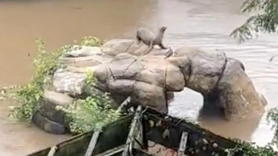 紐約暴雨淹水！動物園海獅趁機游出圍欄　上演「逃亡記」