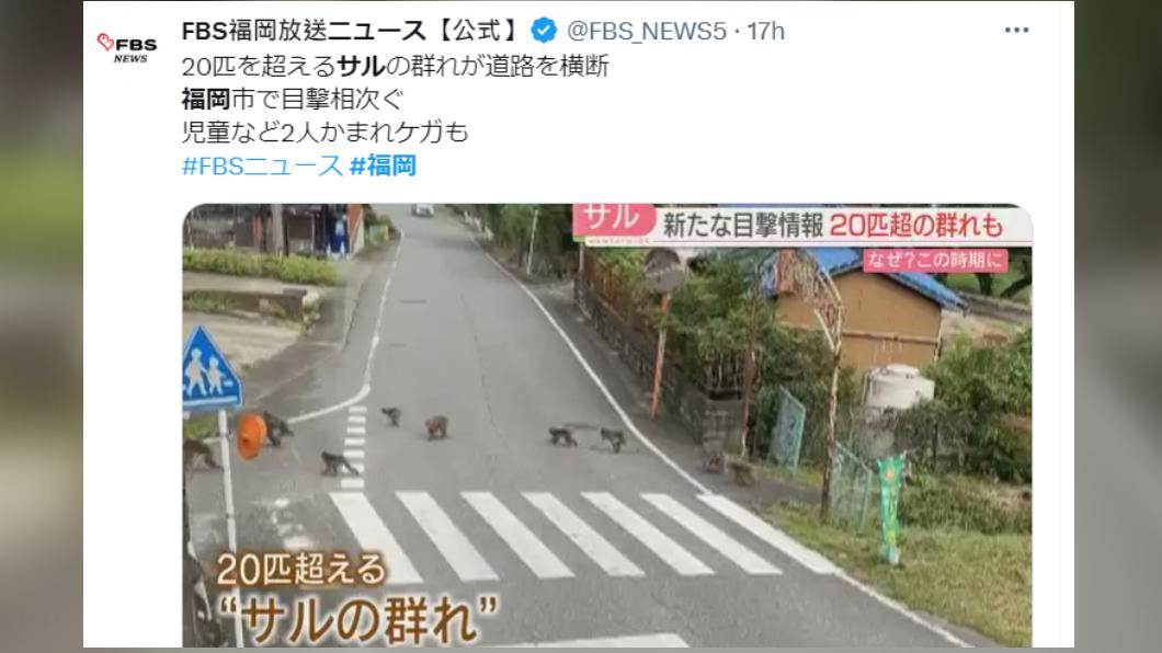 福岡民眾目擊到超過20隻猴子過馬路。(圖/翻攝自推特)