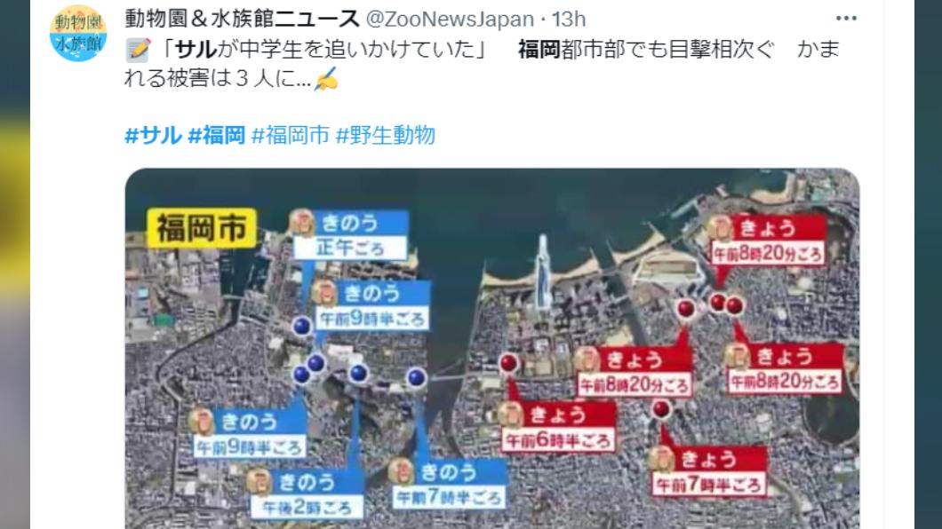 福岡市猴群頻繁出沒。(圖/翻攝自推特)