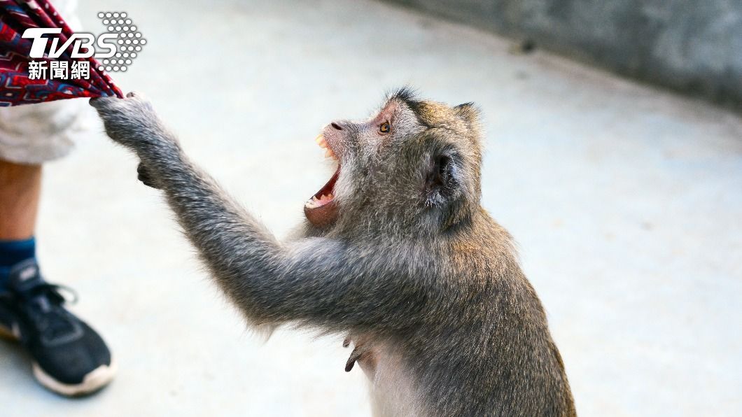 黔靈山公園的獼猴傷人事件並不在少數。（示意圖／Shutterstock達志影像）