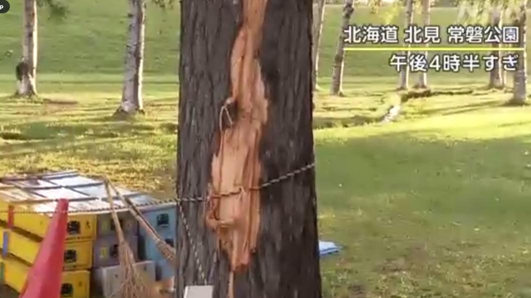 落雷發威！北海道高中遠足遭雷擊　至少7人受傷
