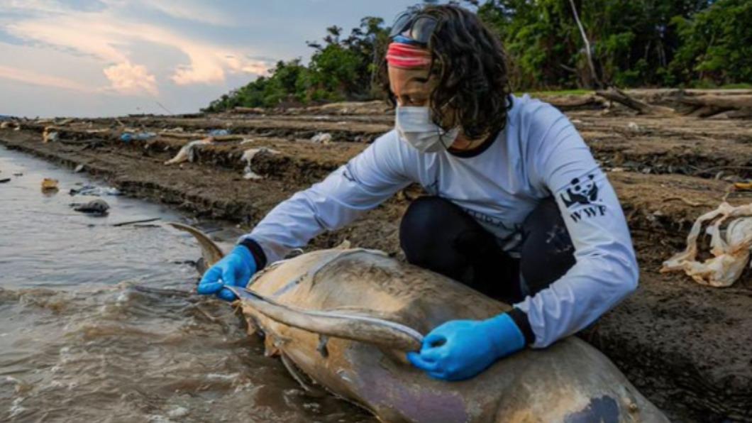 巴西亞馬遜乾旱湖溫破39度 逾百淡水豚「像泡溫泉」集體死亡