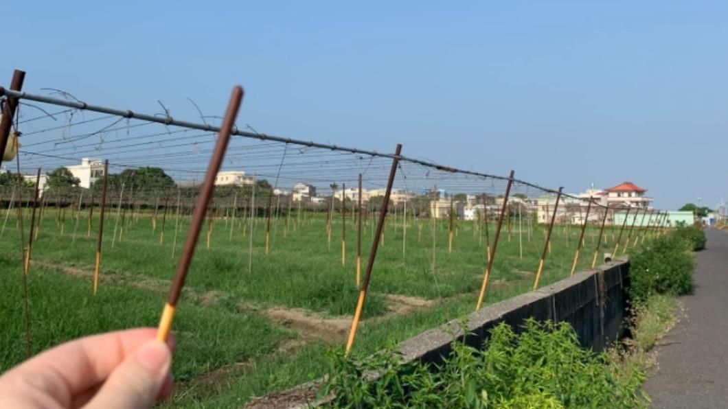 Pocky發源地曝光？她曬「種植畫面」一票網朝聖　廠商說話了
