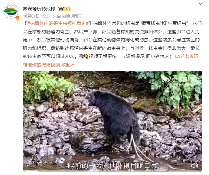  專家解釋棕熊屁股後為寄生蟲。（圖／翻攝自 微博@喬老爺玩轉地球）