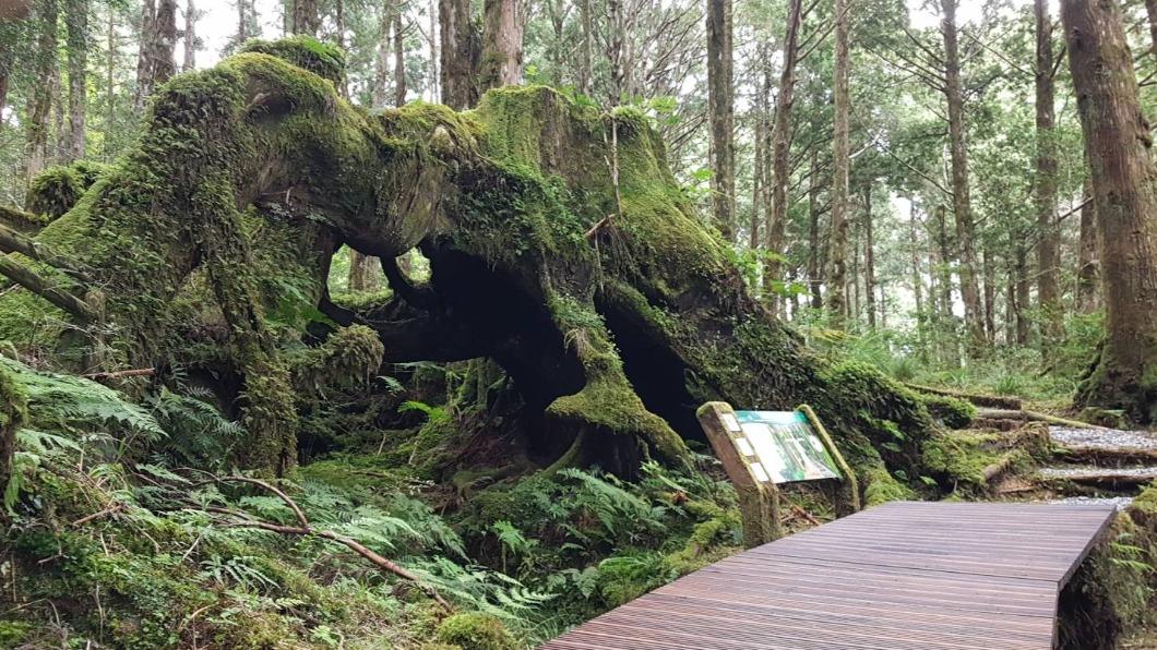 太平山園區內8條自然步道將同步封閉。(圖/翻攝自太平山官網)