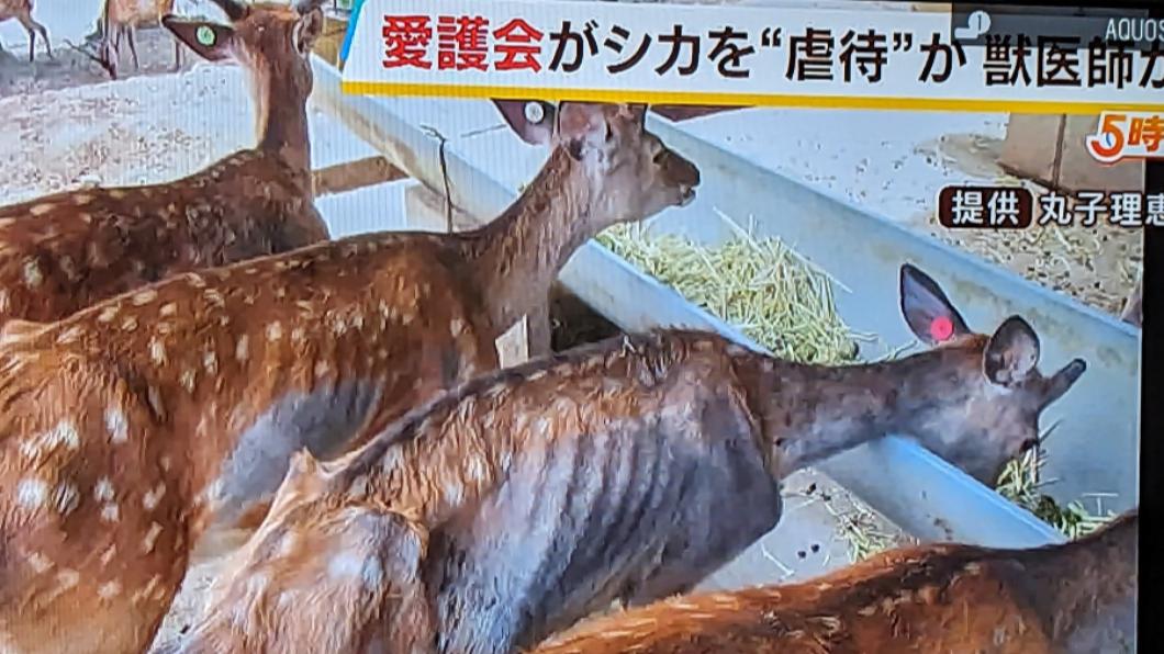 奈良神鹿傳遭虐待「一年死65隻」 調查結果出爐